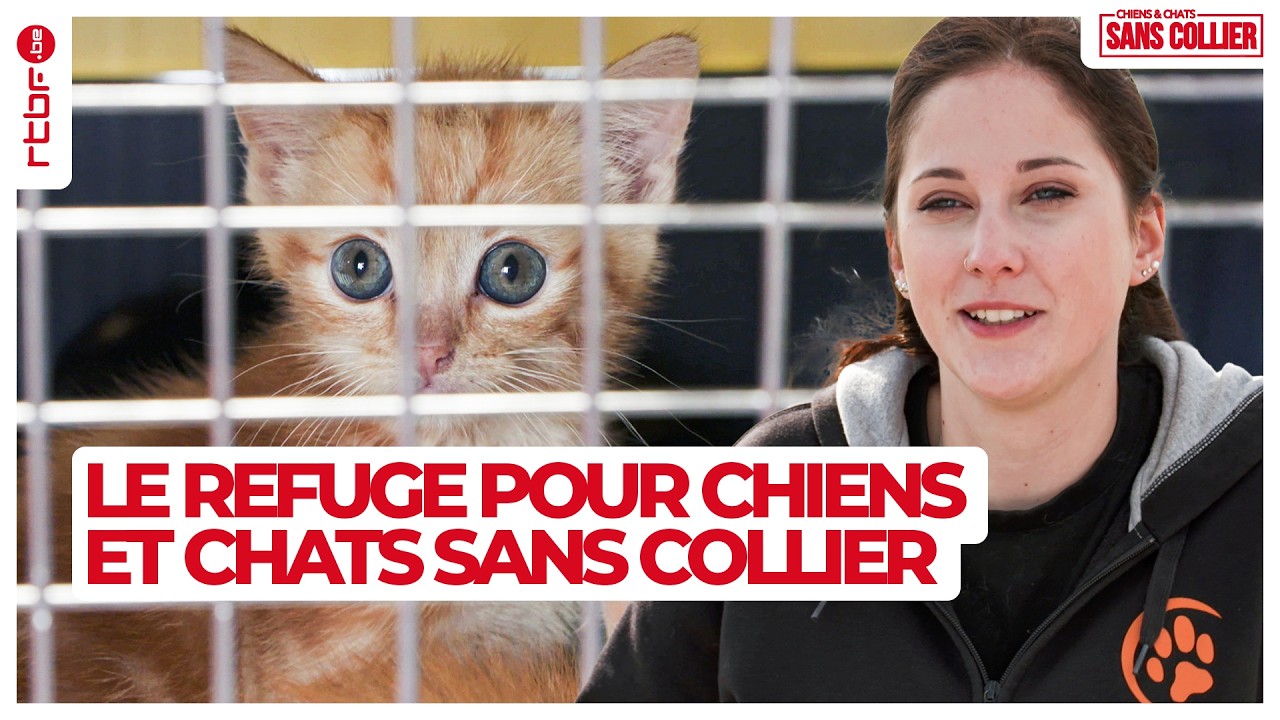 Sans collier : refuge pour chiens et chats à adopter S03E01