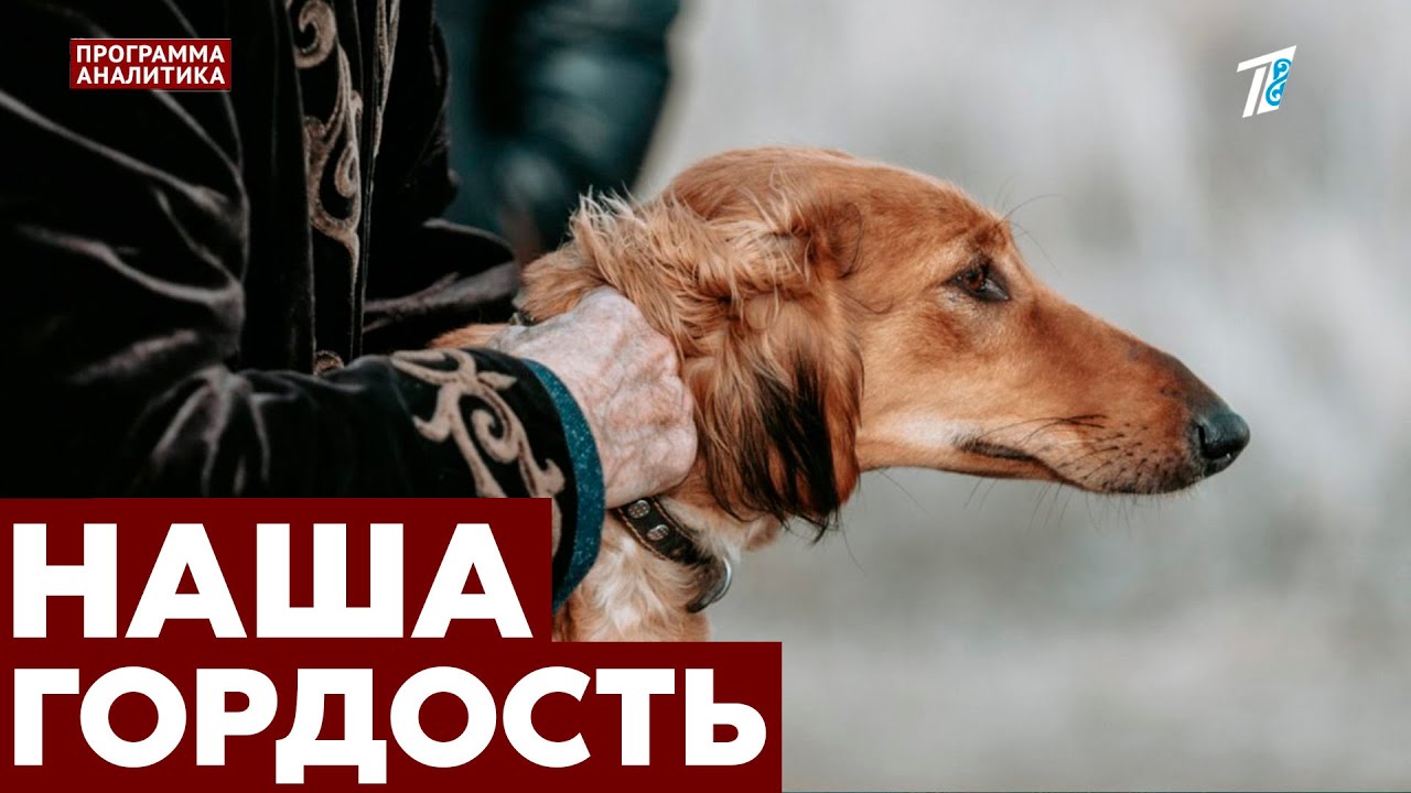 Собаки породы тазы официально в мировом реестре кинологов