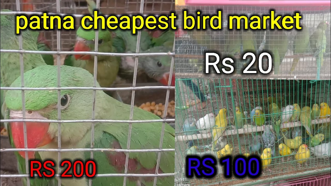 PATNA CHEAPEST BIRD MARKET || patna bird market 🦃🦆🐦पटना सबसे सस्ता बर्ड मार्केट ||  🐦🕊🦃