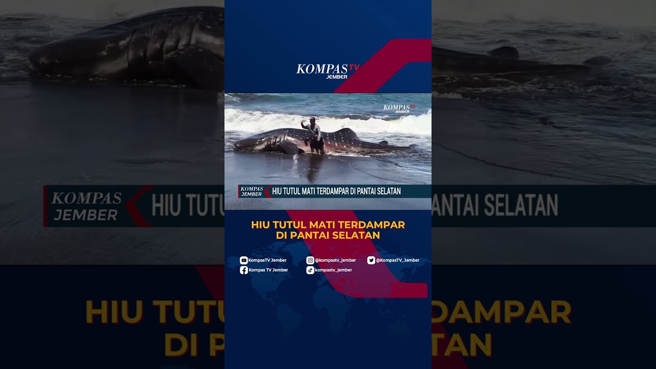 Hiu Tutul 6 Meter Terdampar di Pantai Pancer Jember, Warga Heboh! #shorts