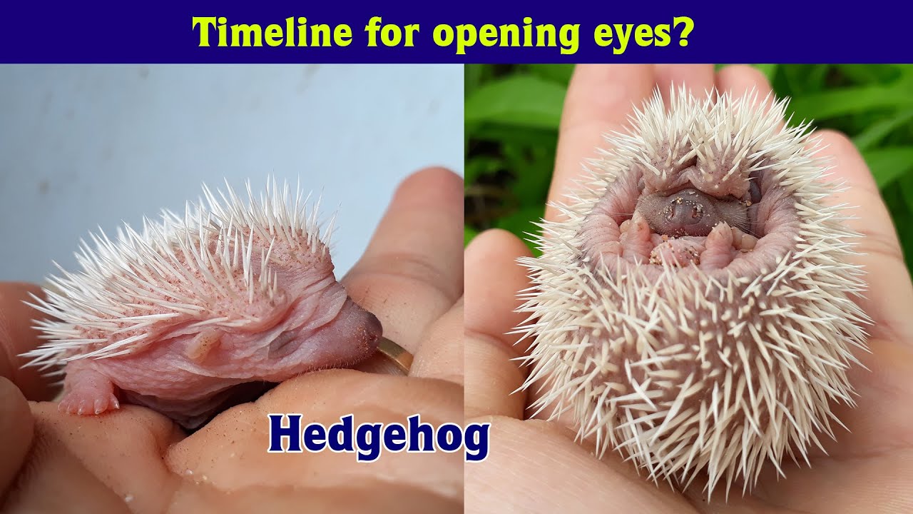 🦔 BABY HEDGEHOGS GROWING UP! Hedgehog pet from Birth to open Eyes 🦔
