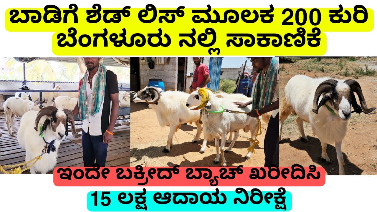 ಬಾಡಿಗೆ ಶೆಡ್ ಲೀಸ್ ಮೂಲಕ 200 ಕುರಿ ಸಾಕಾಣಿಕೆ | 80Kg ತೂಕ | special bakreed batch amingad sheep