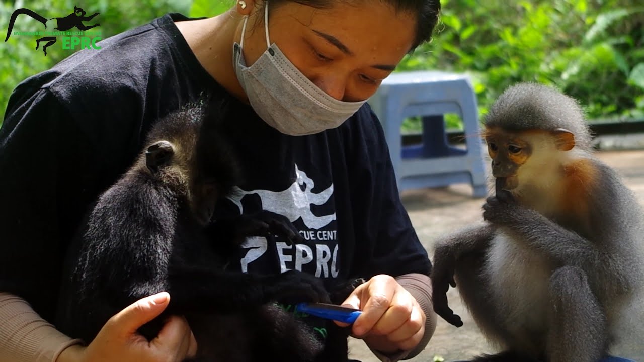 Ms. Nga and her baby langurs