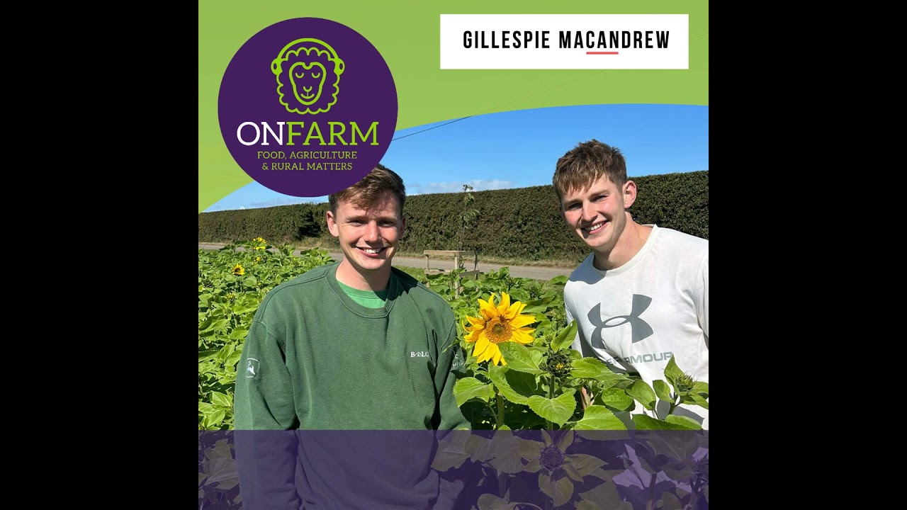 Balgone Estate: sunflowers, pumpkins and more