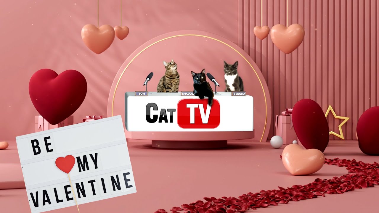 Игры для кошек | ❤️ Атмосфера Дня святого Валентина: любовные сцены и ритмы Lofi для кошек