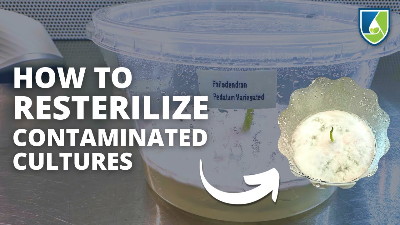 My Philodendron Pedatum Variegated Got Contaminated! | Resterilizing Tissue Cultured Plants