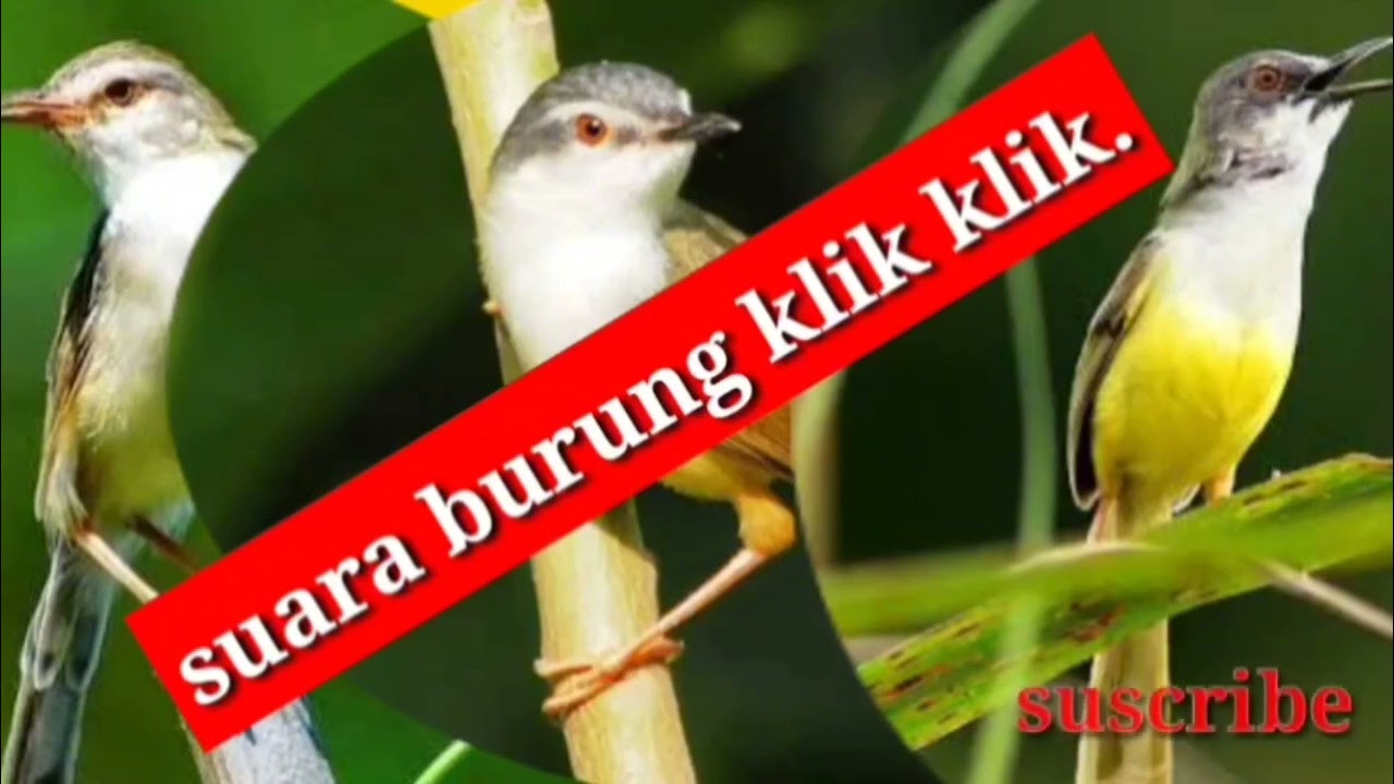 Ciblek sawah kombinasi ciblek meong