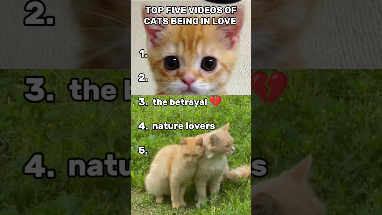 Ranking the Cutest and Heartbreaking Cat couples 💔❤️