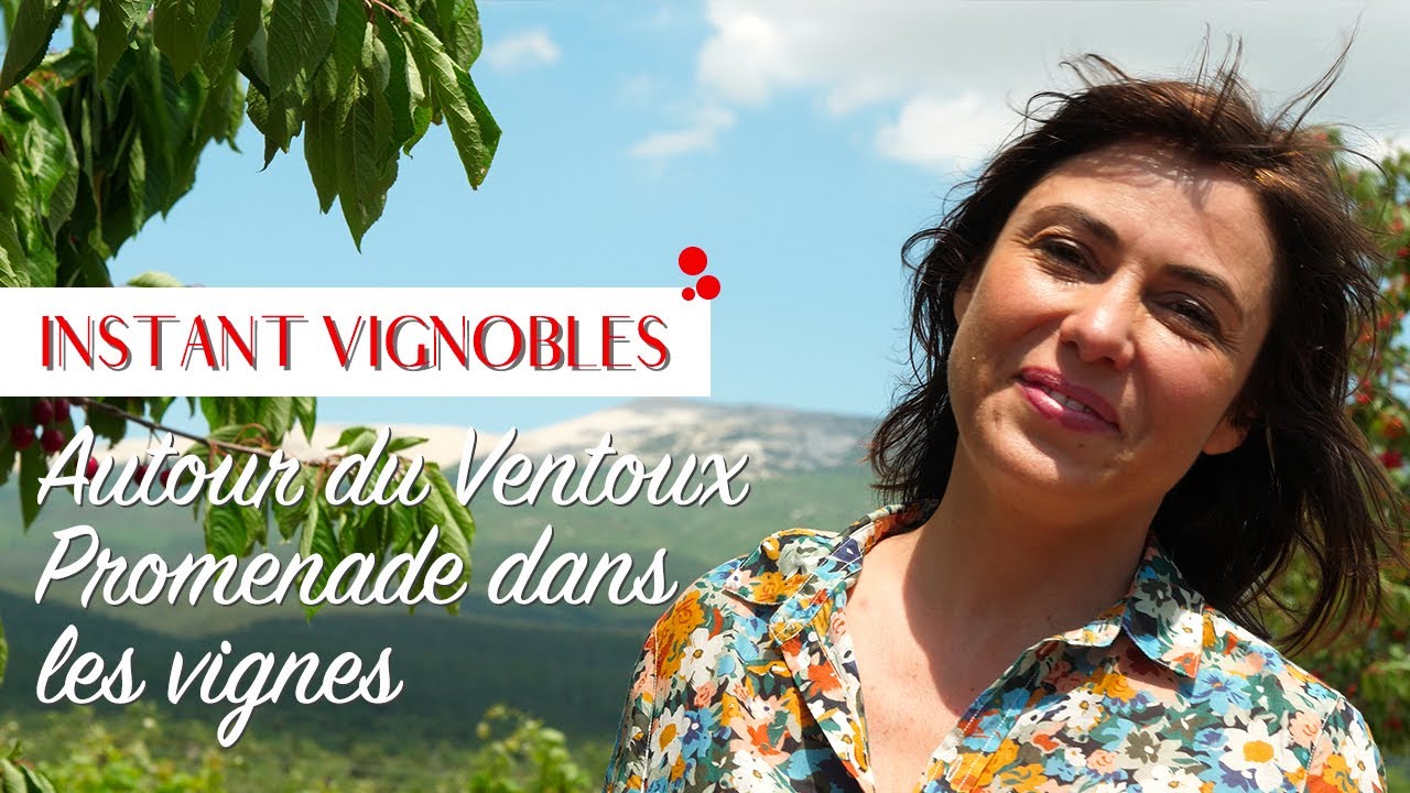 Promenades dans les vignes Autour du Ventoux