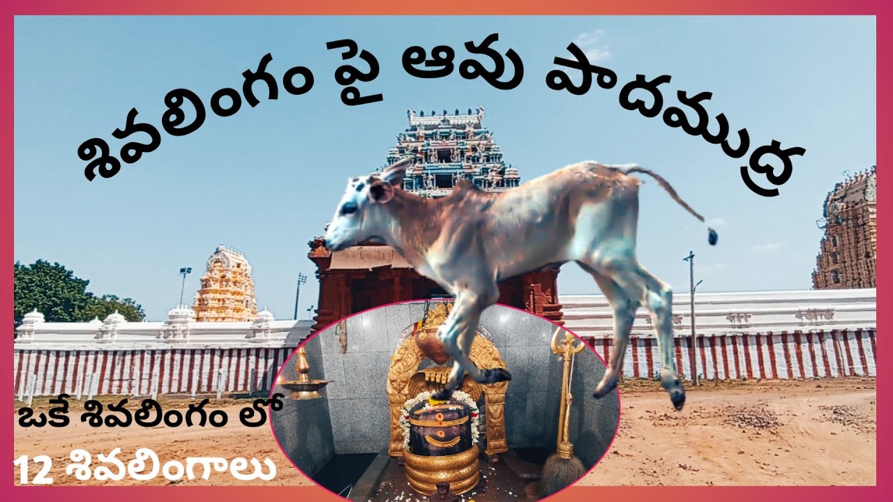 Animela sangameswara temple in kadapa | అనిమెల సంగమేశ్వర స్వామి దేవాలయం | Mh teluguvlogs