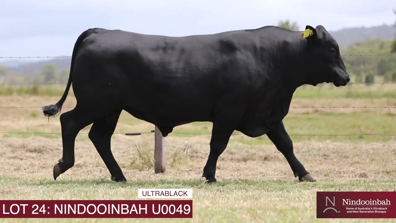 LOT 24: NINDOOINBAH 2025