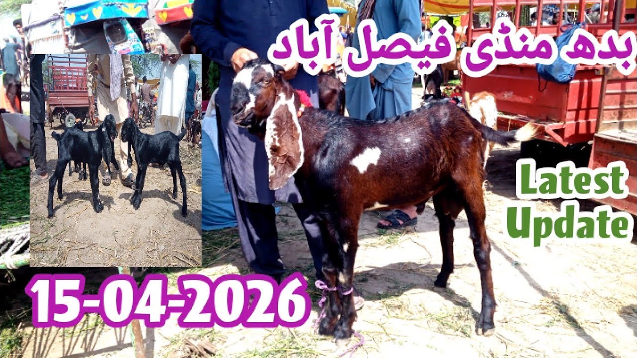 Latest Updated Faisalabad Mandi 15-04-2026