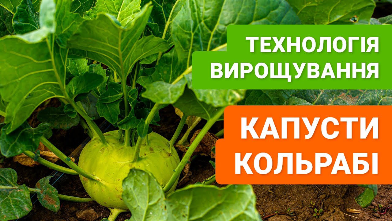 Секрети і особливості вирощування капусти кольрабі