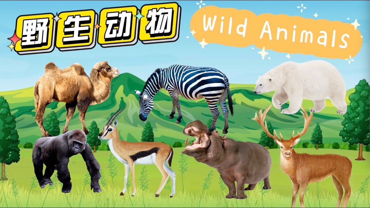 野生动物2（相对温顺的）| WILD ANIMALS | Learn Wild Animals in Chinese|中文加油站GG