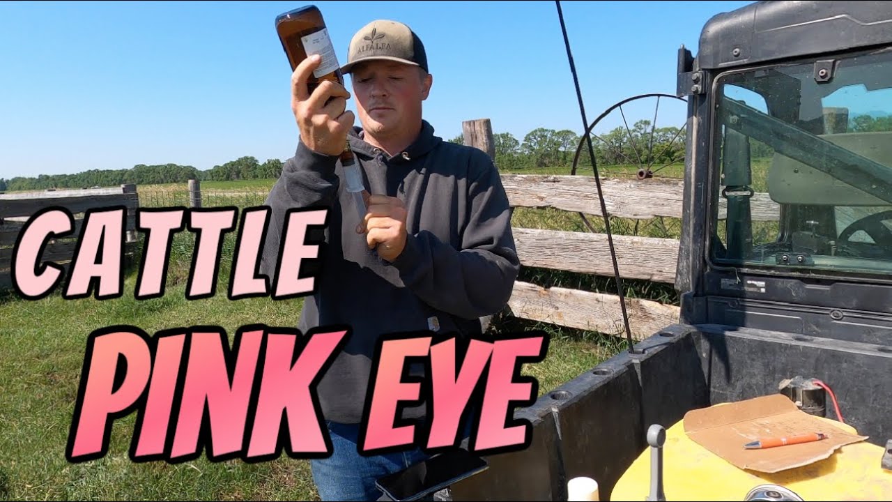 It's Pink Eye Season / How we treat the herd for Pink Eye.  Antibiotics are crucial!
