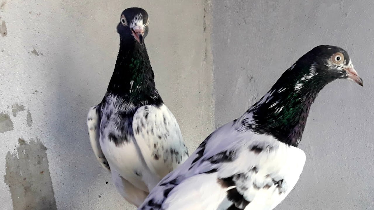 Teddy Pigeons: The Smartest Pigeons Breed in the world