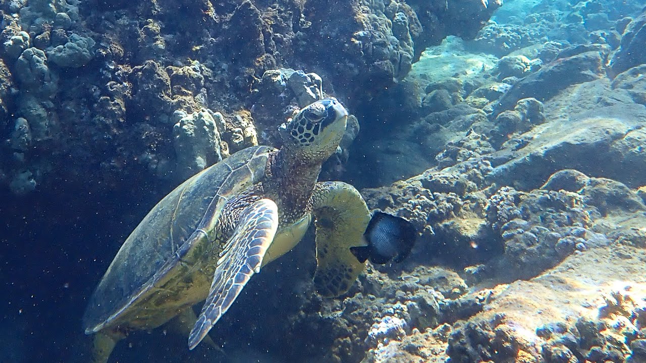 Maui Highlights | January 2026