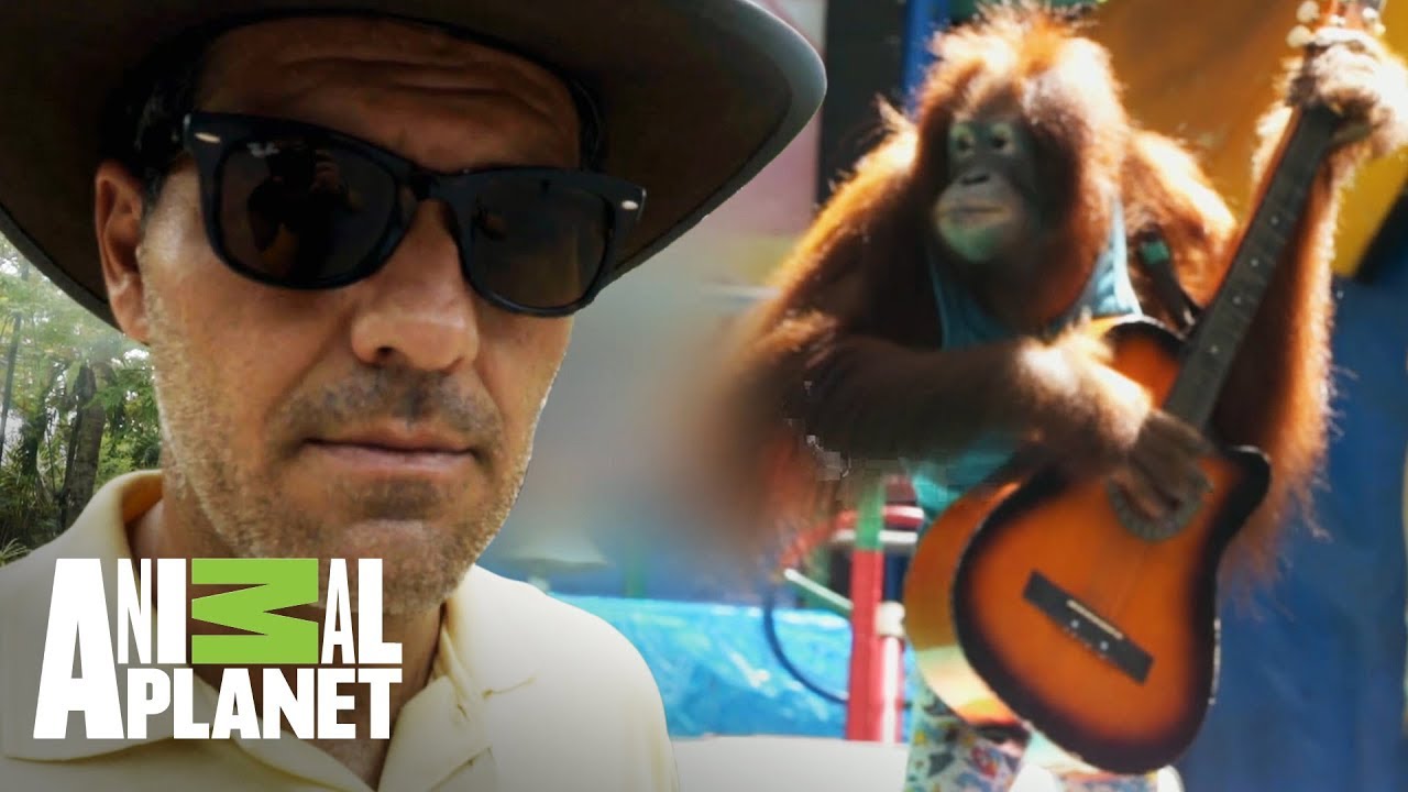 ¡Frank denuncia banda de orangutanes! | Wild Frank: Al rescate | Animal Planet