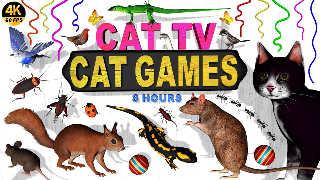 CAT TV | CAT VIDEOS FOR CATS TO WATCH 😻 BEST CAT GAMES COMPILATION FOR 🐈&zwj;⬛ FELINE FRIENDS 4K 60 FPS