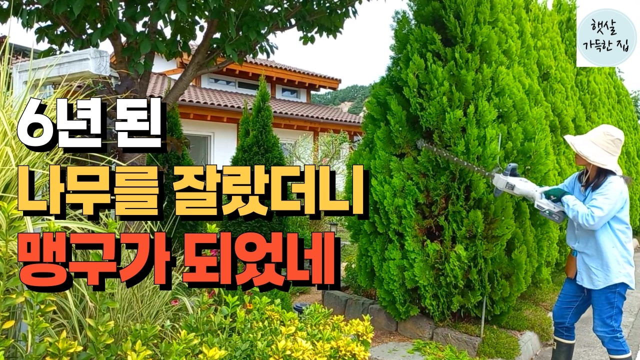 🤣너무 커버린 측백,셀릭스 대략난감한 😂가지치기/It's hard to prune a six-year-old tree/#gardening