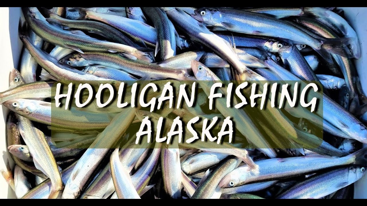Hooligan Fishing ALASKA: MILLIONS of Hooligan run video