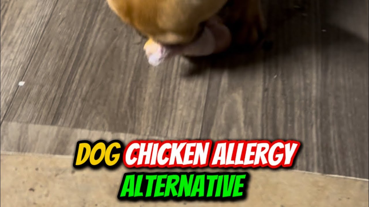 Dog Chicken Allergy Alternatives