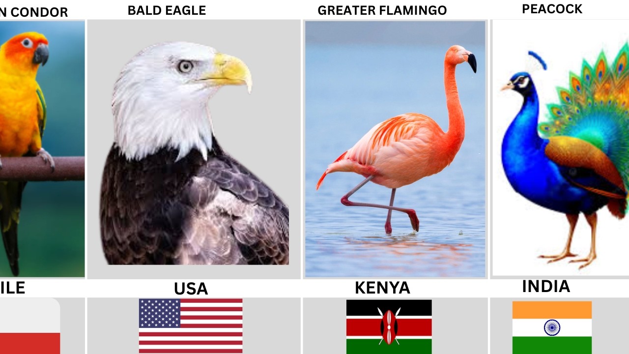 Most Beautiful Birds by Country
