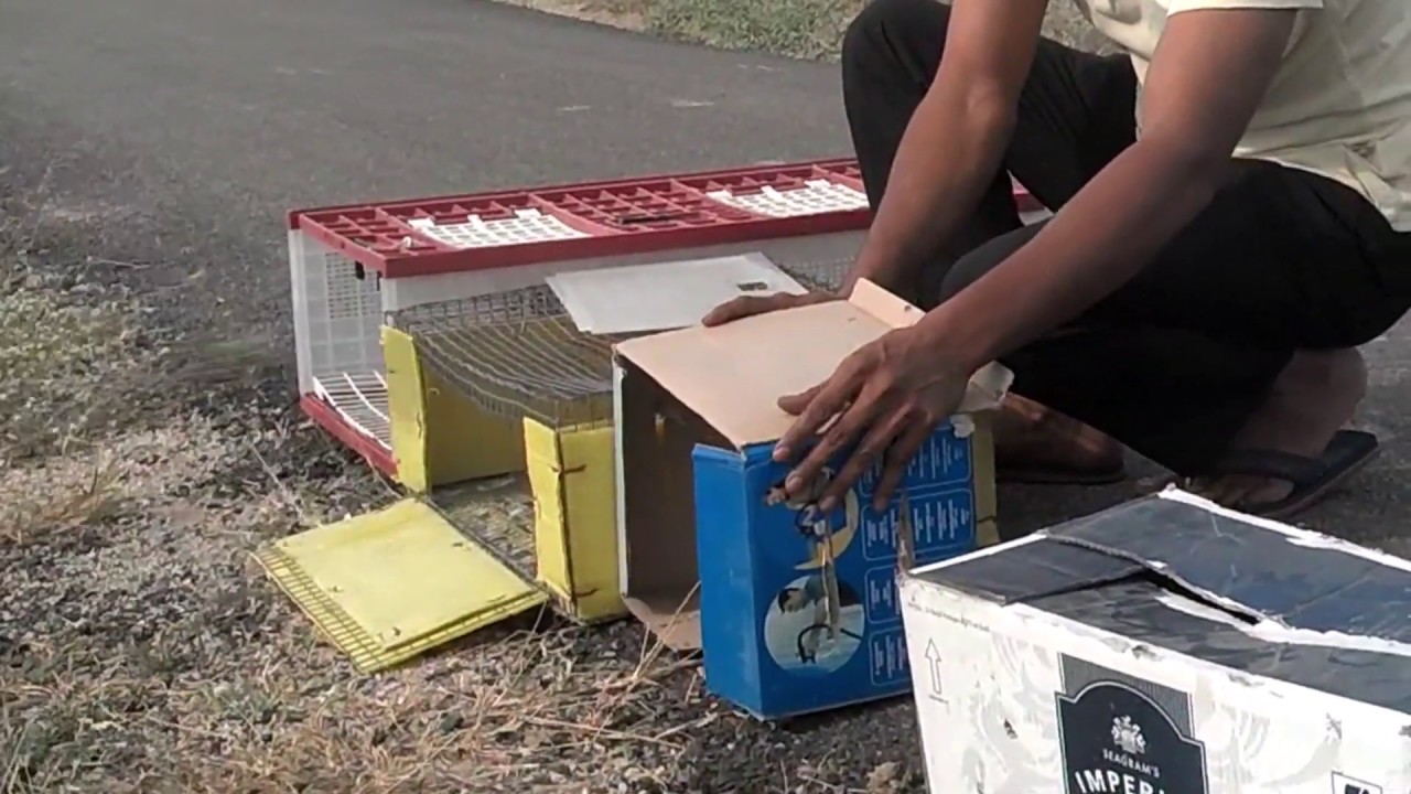 50 km toss by Tabla Team-Indian Pigeons| Racing Homer Pigeon