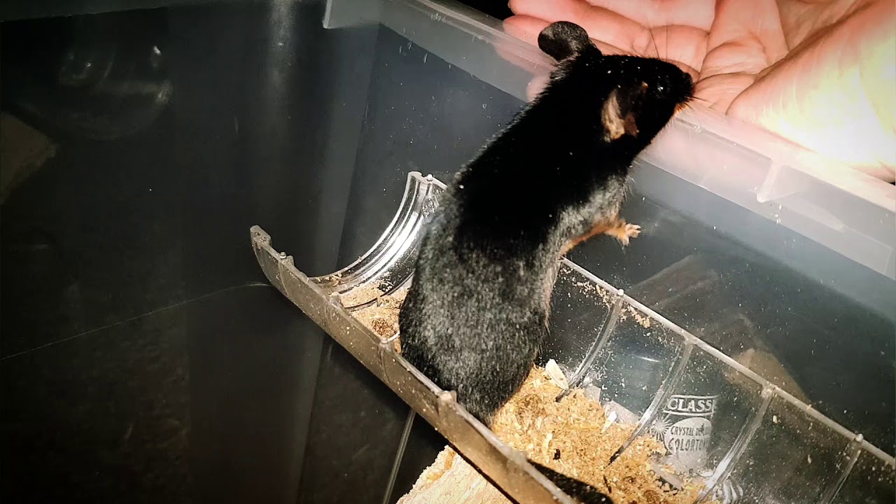 HOW TO HANDLE MICE | Handling and behaviour of mice