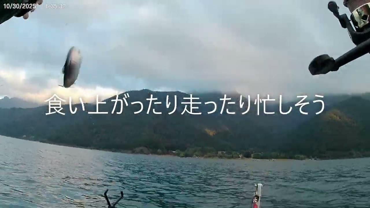 20251030西湖ヒメマス