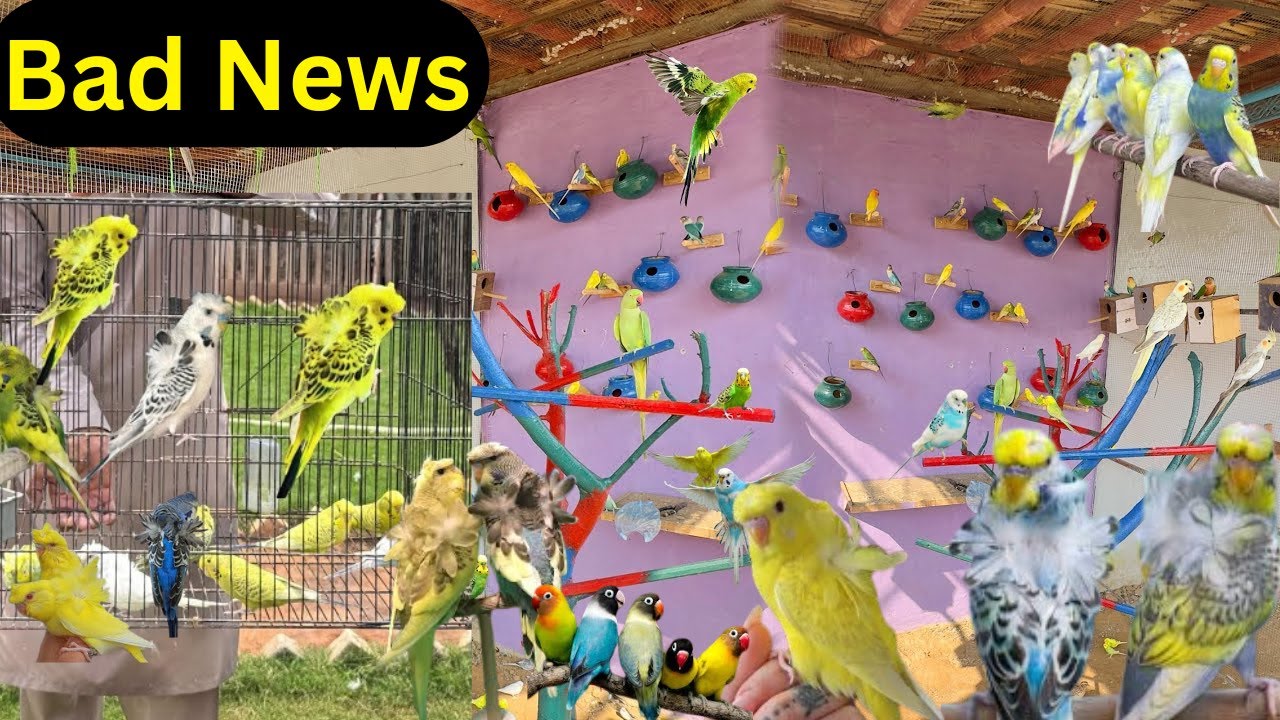 Biggest Bad News 😂 Exhibition Budgies Ke Sath Ye Kia Ho Rha hai 😂
