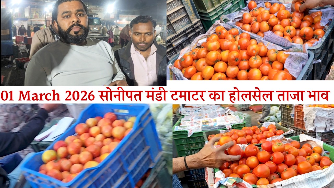1 मार्च 2026 🍅🍅🍅 टमाटर का होलसेल ताजा भव सोनीपत सब्जी मंडी |tamatar today rates in Sonipat Mandi