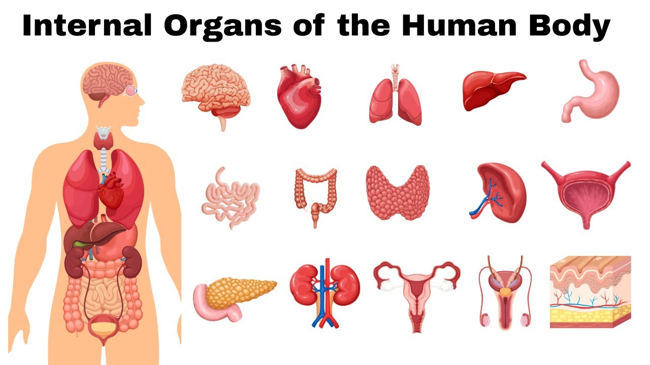 Human Body Organs for Kids | Learn Internal Organs with Fun and Easy Explanation