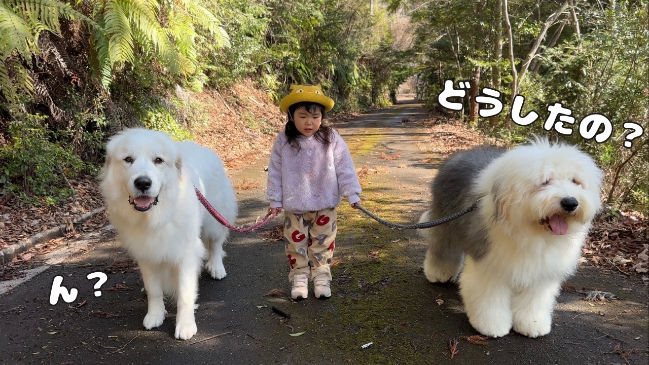 【大丈夫？】超大型犬２頭を散歩していた３歳児が突然、泣きそうな顔をし始めた理由がこちらです…｜グレートピレニーズ&オールドイングリッシュシープドッグ&トイプードル