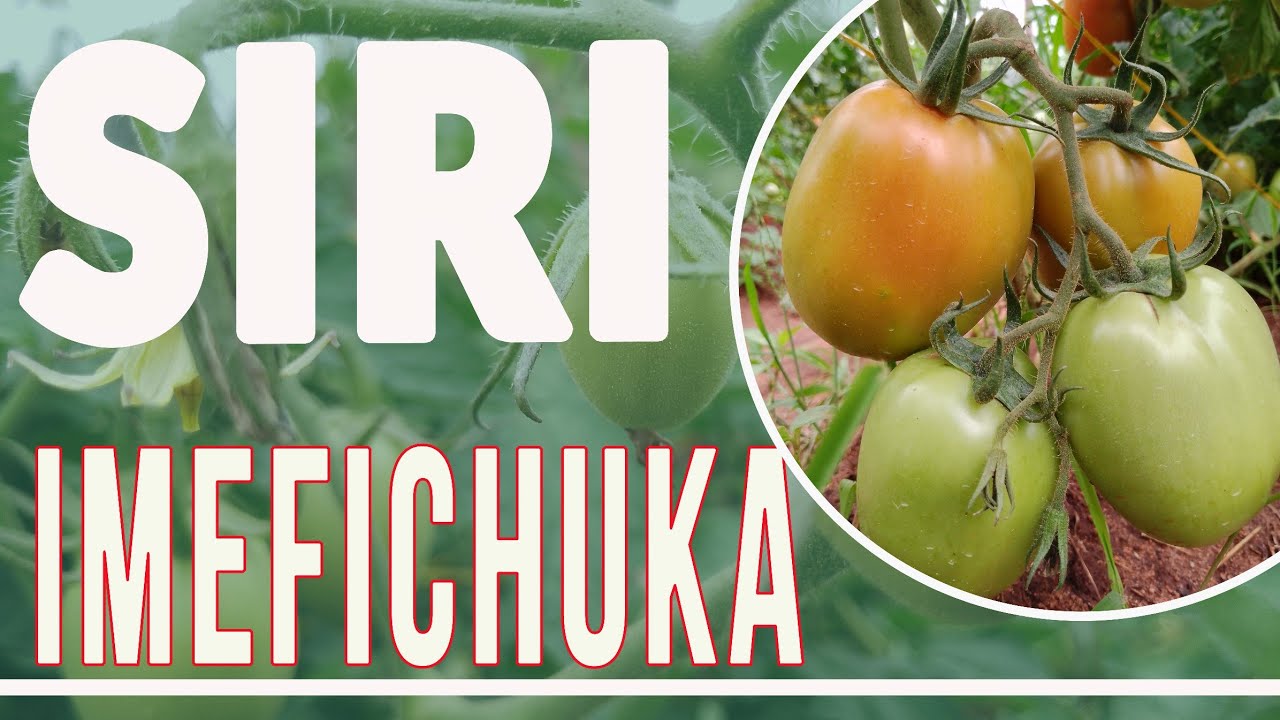 SIRI NZITO YAFICHUKA KUHUSU UZALISHAJI WA NYANYA