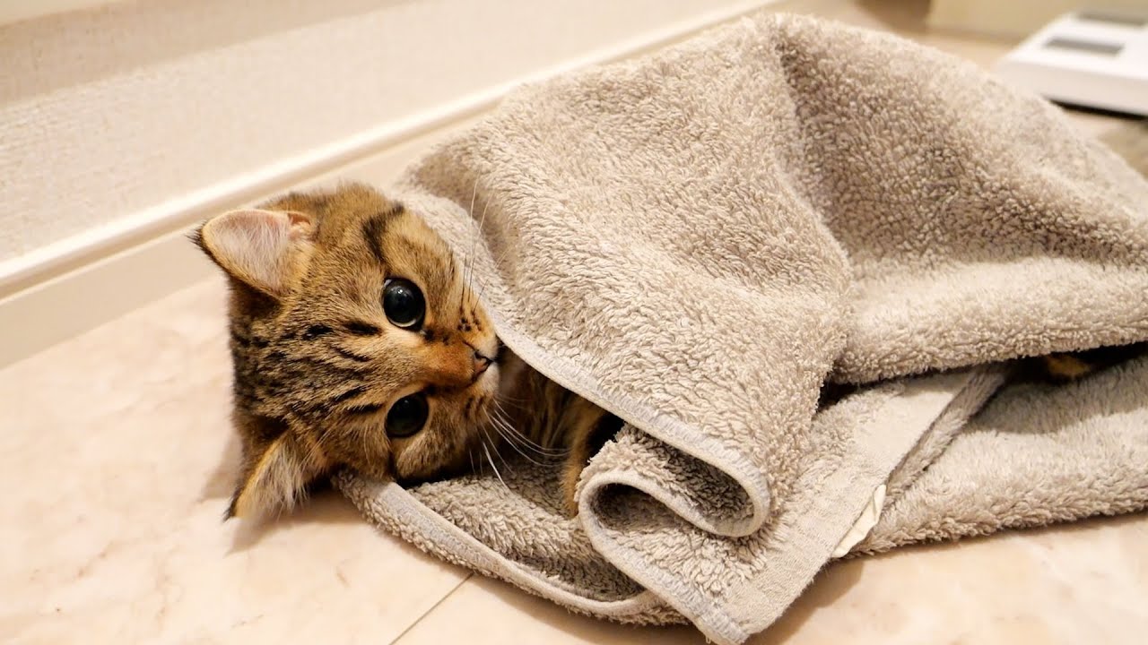 Kitten Lili wrapped in a towel is adorable...