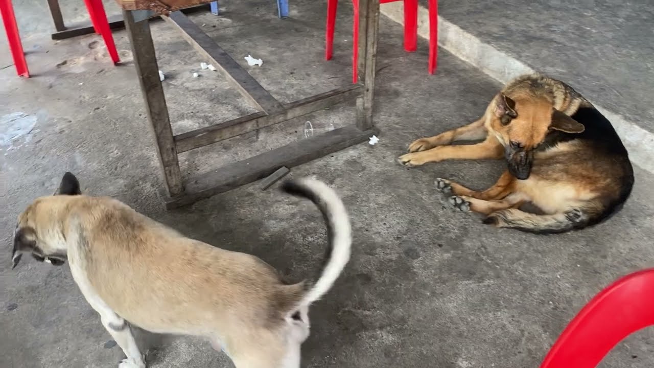 Enjoy dog waiting second mating meeting with beautiful female dog #dogmom #dog #cutedog 