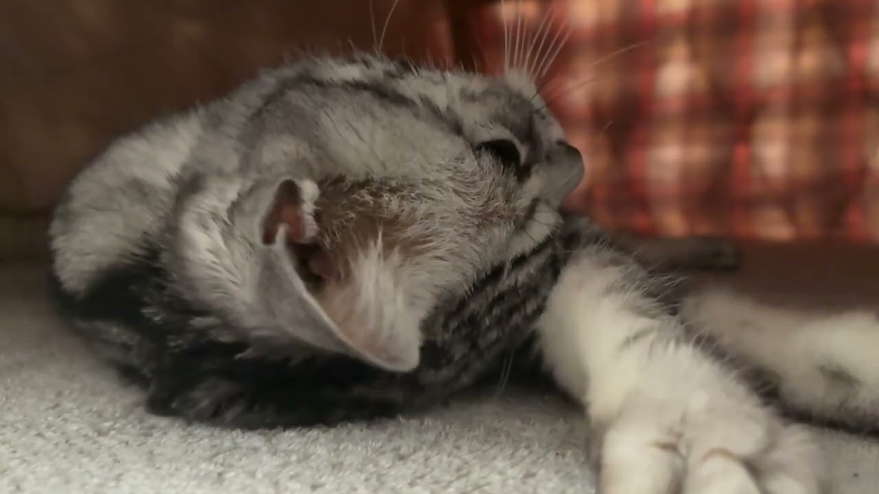 何かの気配を感じ取ったものの眠さには勝てなかった猫さん