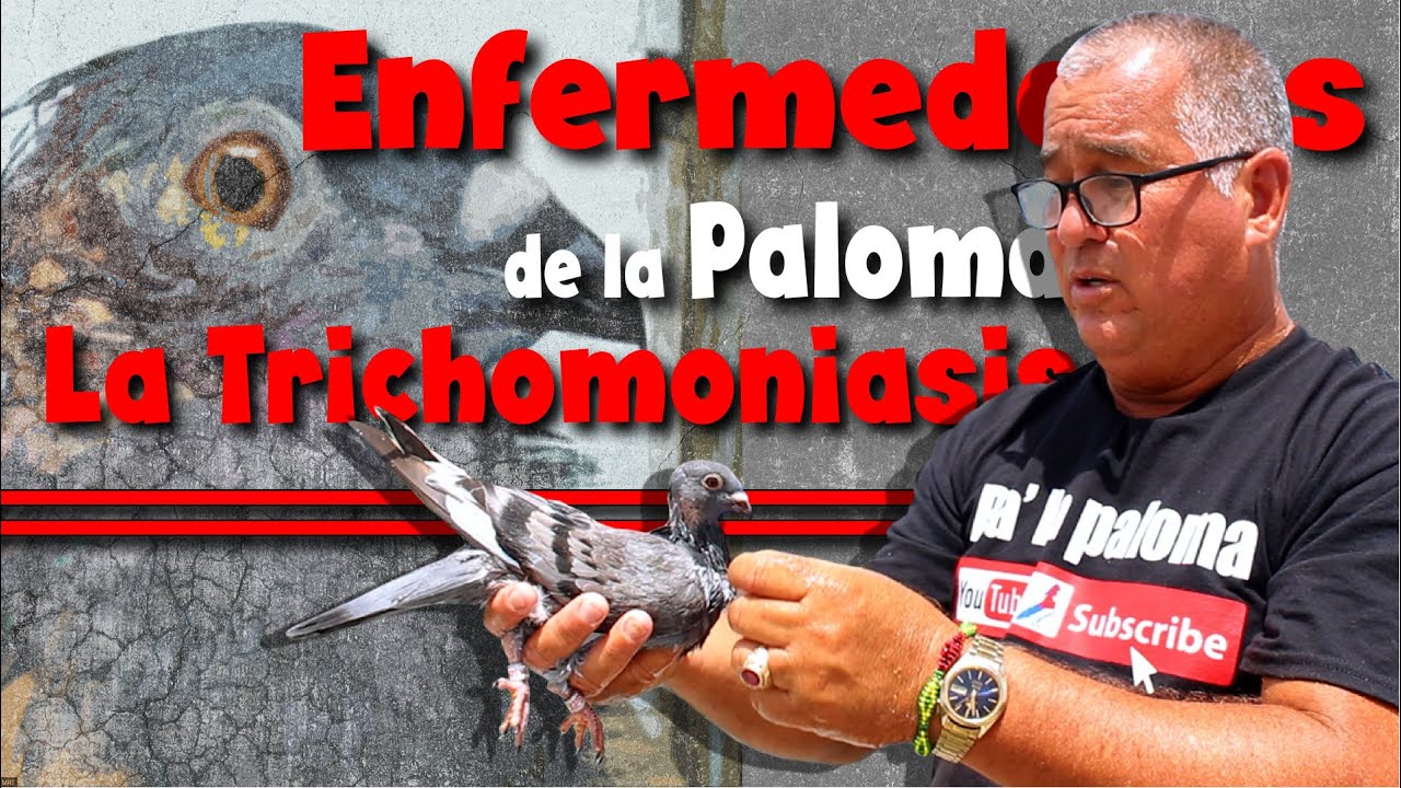 Conversemos sobre enfermedades de la Paloma: La Trichomoniasis
