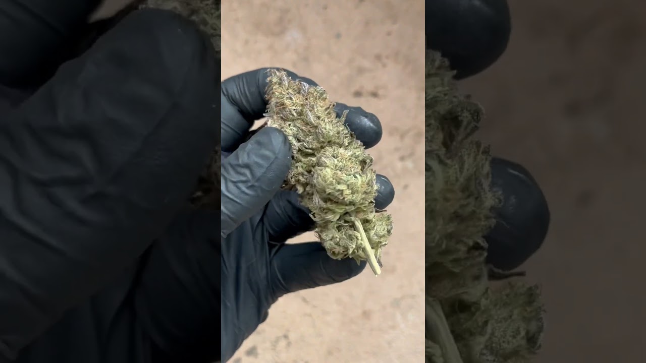 Blue Gelato 41 - Barney&rsquo;s Farm