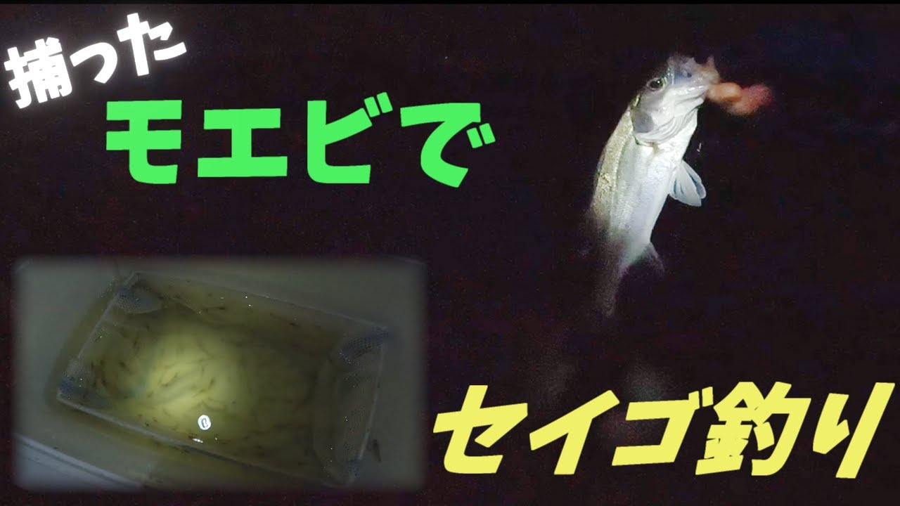 餌代０円！捕ったモエビでセイゴを狙ってみた！【涸沼川】