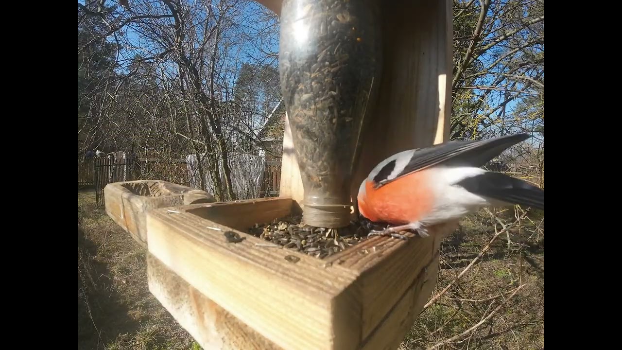 Awantura przy karmniku.