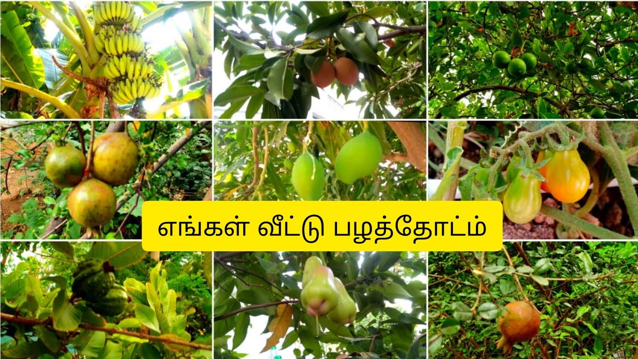 எங்க வீட்டு பழத்தோட்டம் சுற்றி பார்க்கலாம் வாங்க /My Fruit Garden Tour In Tamil/openers kitchen