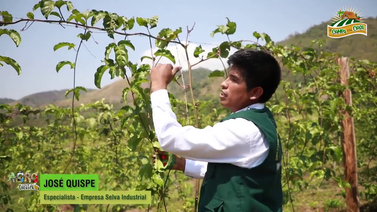 DRA-JUNÍN: PRODUCCIÓN DE MARACUYA EN CHANCHAMAYO 02
