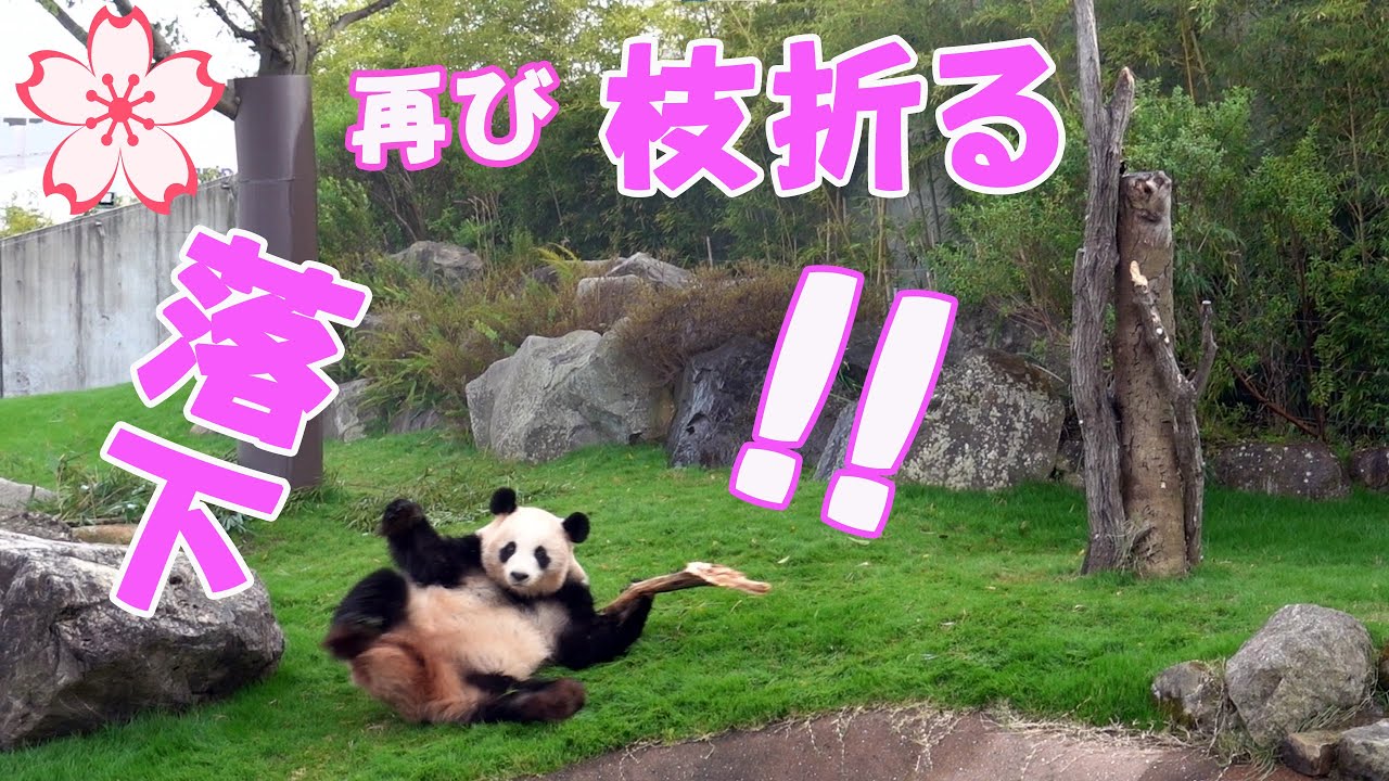 １０年に一度パンダの珍事珍芸、木の枝折って溝に捨て憤慨🐼桜浜この遊具２回目、落下後しぐさはまるで人間