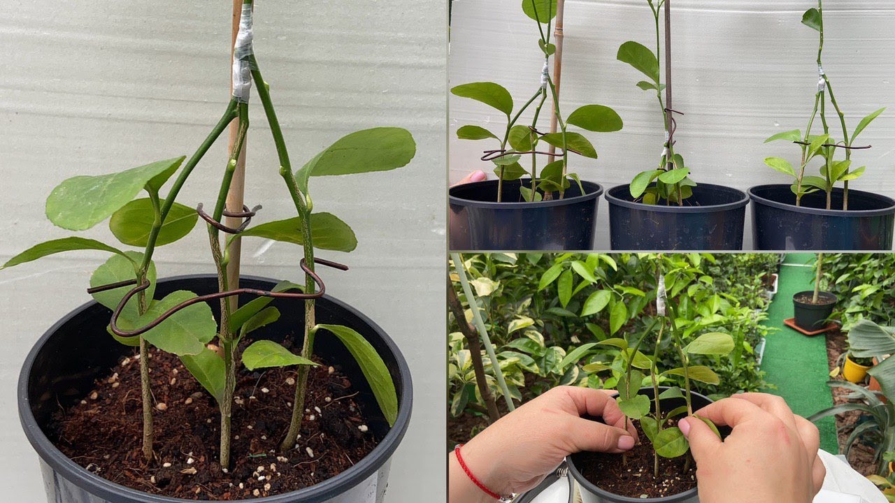Сращивание трёх сеянцев 🌱