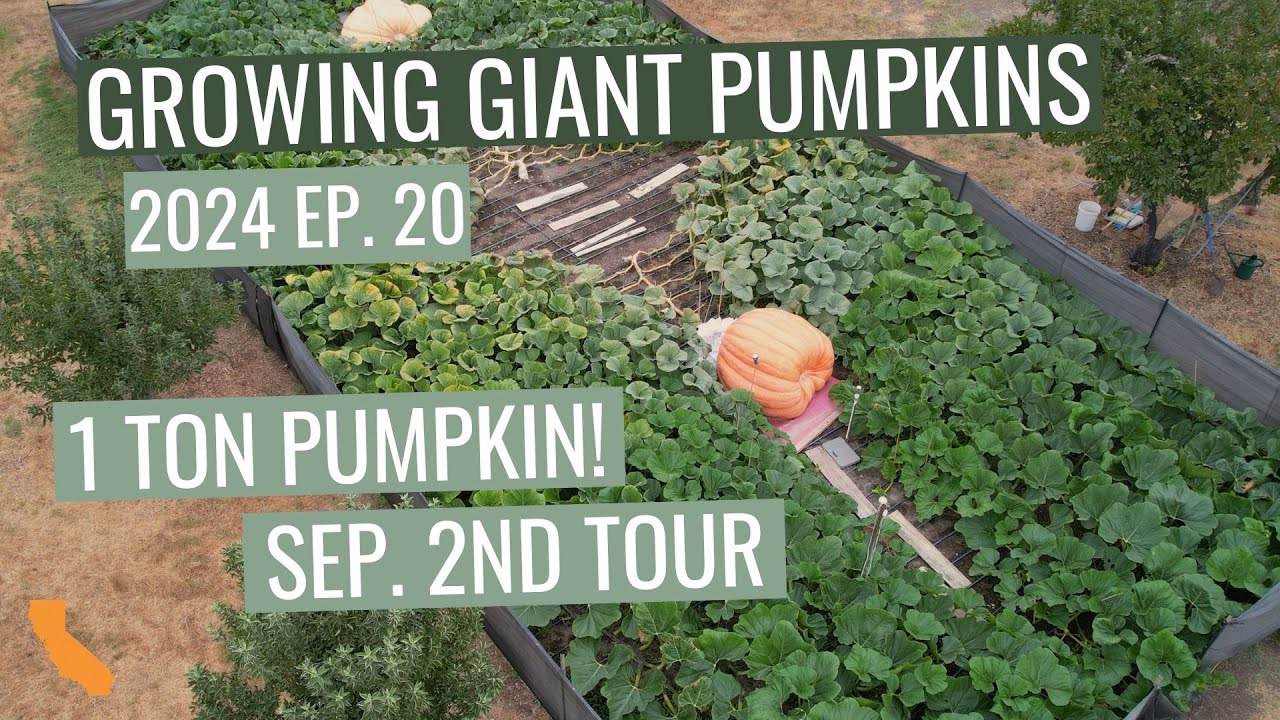 Ep. 20 - 1 TON PUMPKIN - September 2nd Patch Tour - Growing Giant Pumpkins 2024
