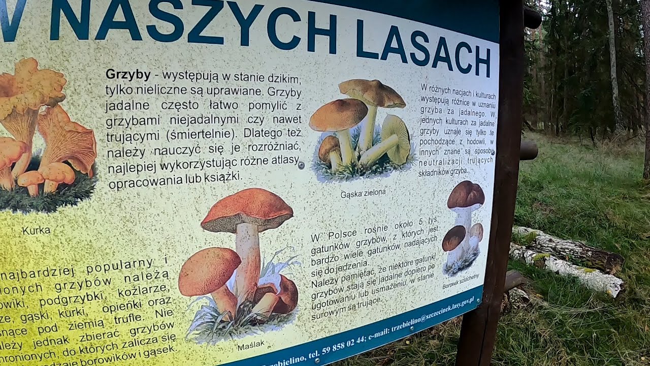 Wiosenne grzyby w Puszczy Słupskiej