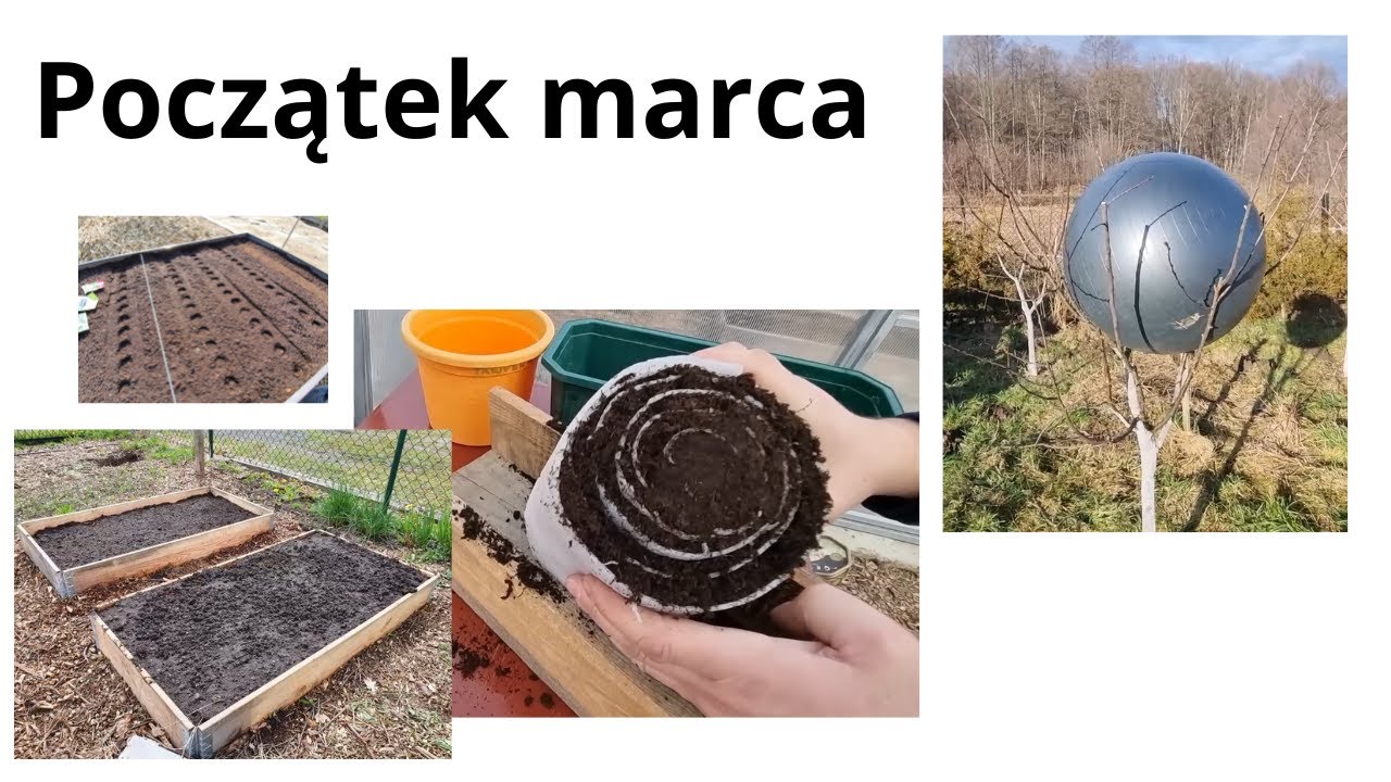 Początek marca w ogrodzie. Co siać i sadzić. Jakie prace wykonać ?