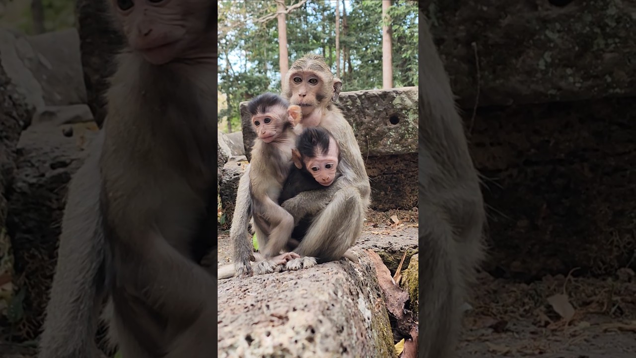 Great job lil monkey Bean holding double baby monkeys Elma and Addison perfect #shortvideo #shorts